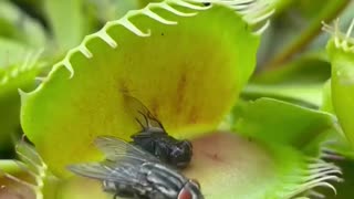 CARNIVOROUS PLANT DEVOURING FLY