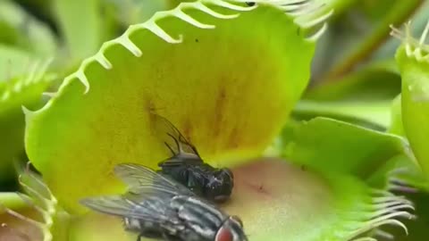 CARNIVOROUS PLANT DEVOURING FLY