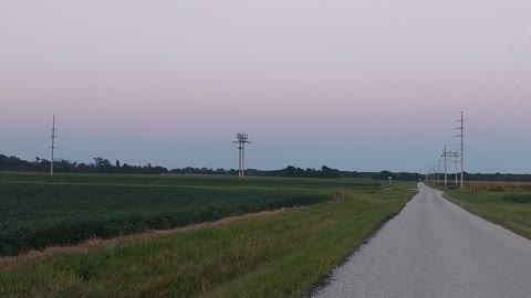 Buck on country road