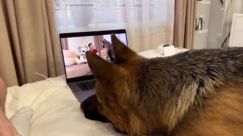 Funny German Shepherd Reacts to himself on Youtube Video