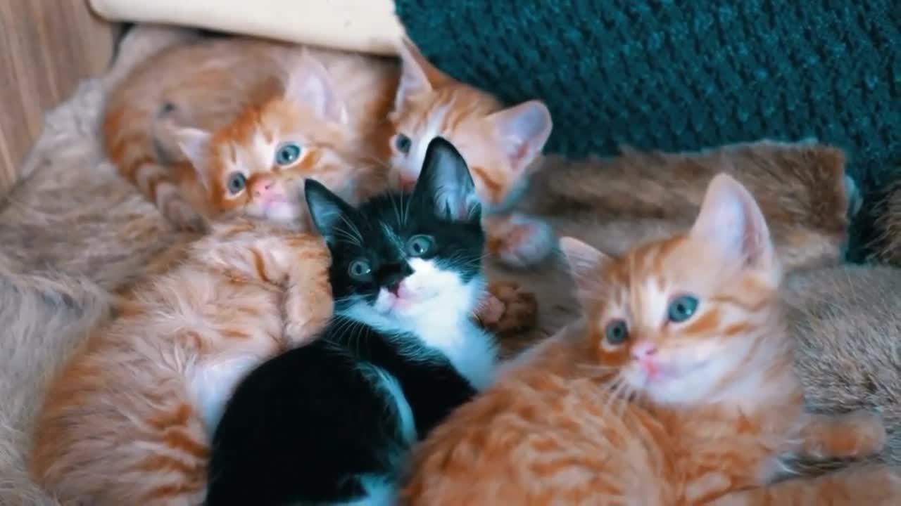 cute cat. cute kittens are adorable