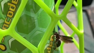 Sancodee Wasp Trap