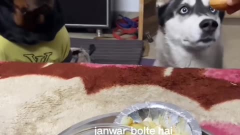 Dog funny video