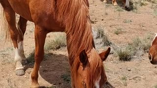 Free ranging horses