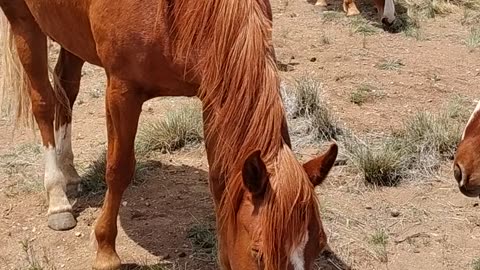 Free ranging horses