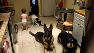 Cute Toddler Helps Feed Three Obedient Dogs