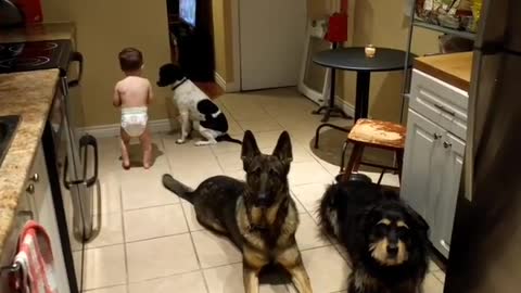 Cute Toddler Helps Feed Three Obedient Dogs