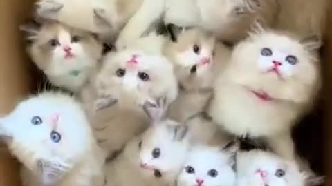 The kittens are really cute