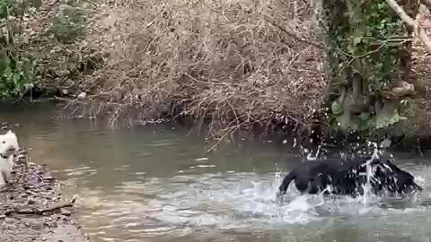 westie and black lab