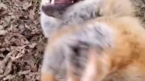 FOX Laughing