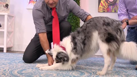 6 Impressive Dog Tricks That Are Easier Than You Think