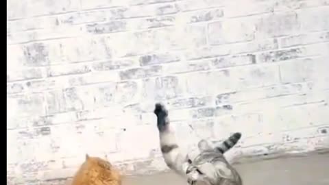 Cat fight 👑 😍 🐱💥🐱🎇#animals #funnyvideo #shorts #watch