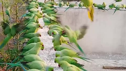 How To Attract Parrots To Your Balcony.