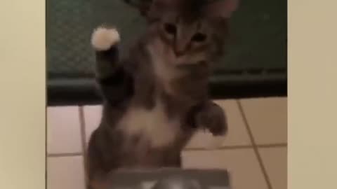 Cute kitten playing with vacuum cleaner