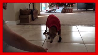 Adorable Little Dog Tries Out Her New Shoes