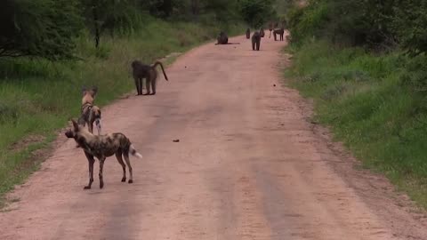 Dire! Baboons Fight Uncompromisingly to Escape the Horror Attack of Bloodthirsty Wild Dogs