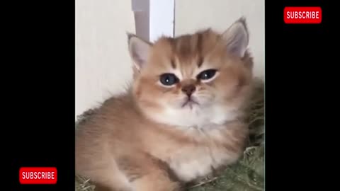 Little funny kittens videos