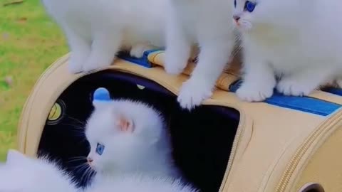 New Viral white Cat's babies