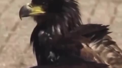 Check out this eagle, it’s trained to neutralize drones in Switzerland