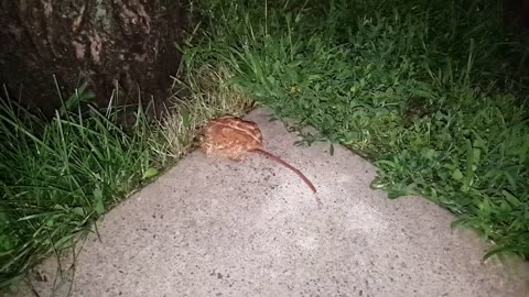 Feeding Our Summer Buddy Ken the Toad