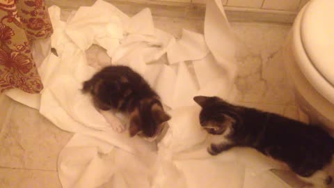 This is what happens when kittens discover toilet paper