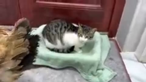 Funny clips video 😹😹😹😹 2023 cute cat pats video