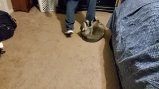 Racoon Acts Like Typical Toddler