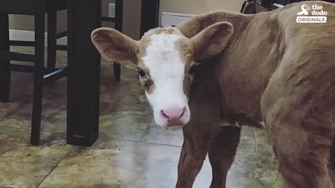 Family Brings Baby Cow Into Their Home During Hurricane | The Dodo: Comeback Kids S02E01