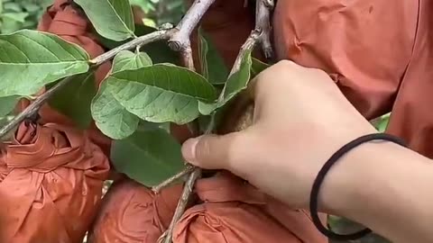 Cutting guava from farm