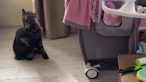 Cat Comforts Crying Human Baby - RUMBLE