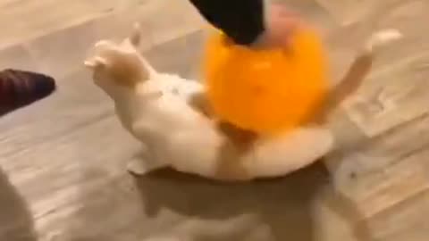 Funny Cat Videos EVER 2023