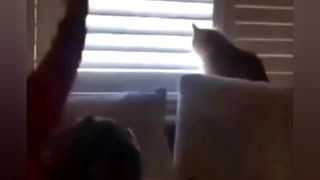 Man vs Cat