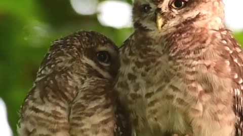 Couple of Owl