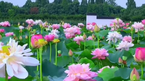 #lotus #pink #green #thepond #beauty #sun #sky #foryou #tiktok #scenery