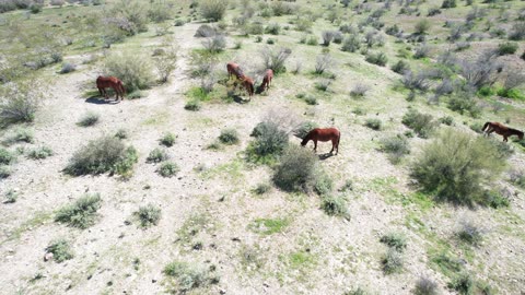Salt River Wild Horses via drone