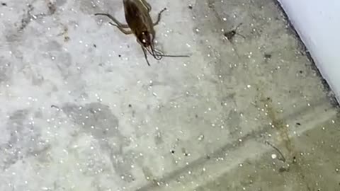 German cockroaches are an extreme problem for food handling establishments