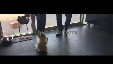 | Pomeranian Dog Training !!!6-Month Old Pomeranian, Lincoln! Pomeranians Off Leash