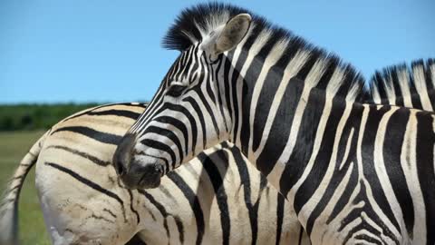 Close up from two zebras in Addo Elephant National Park South Africa