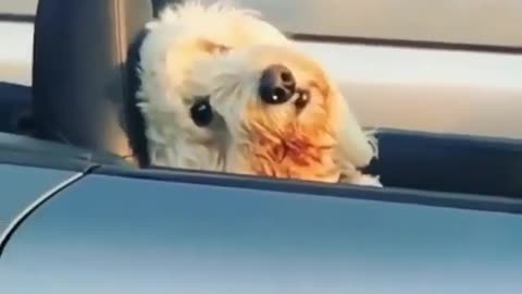 Puppy in a luxury car