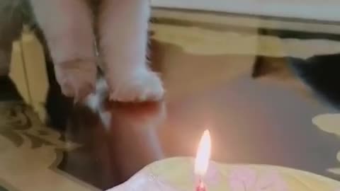 Cat is happy birthday