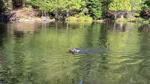 Splashing Adventures of a Playful Dog