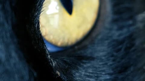 Yellow eyed black cat, close up Close up
