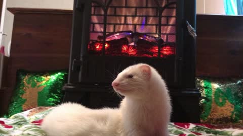 Christmas: Ferret holiday yuletide fire video, fire crackle only