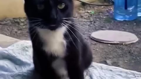 cat funny videos #catlover#meow cute cat💯😅😂