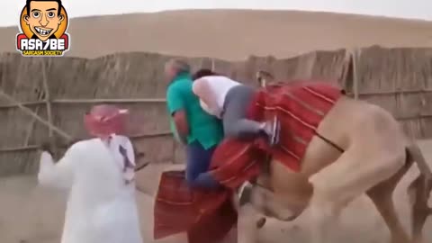 Funny Camel