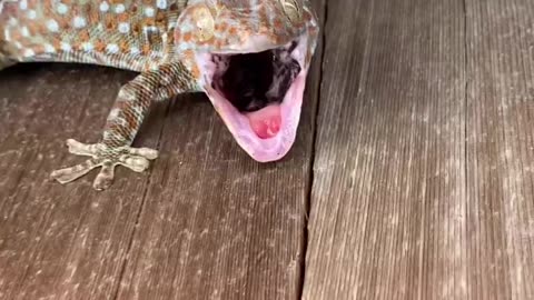 How the Lizard Tried to bite me