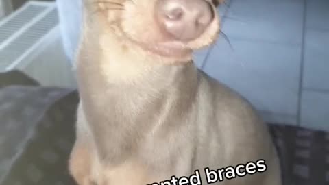 Ever seen dog with braces?