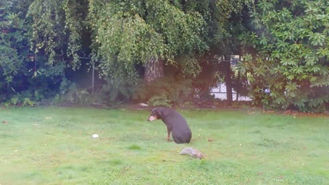 Older Doberman Sits While Squirrels Frolick Around Her