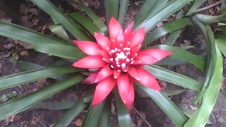 A bromélia é sempre linda, uma flor maravilhosa no jardim botânico! [Nature & Animals]