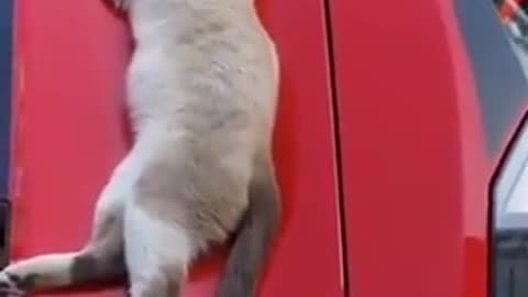 cat sleeps in the sleak curves of the supercar